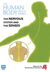 THE NERVOUS SYSTEM AND THE SENSES